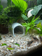 Abri de ponte en situation dans un aquarium planté avec corydoras