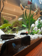 Aquarium planté avec tunnel AquaCave noir intégré au décor, bettas en nage libre