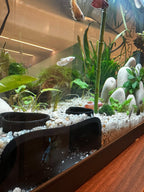 Entrées du tunnel AquaCave affleurant le gravier d'un aquarium planté avec bettas