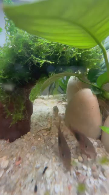 Tube de ponte enfouissable pour Loricariidae